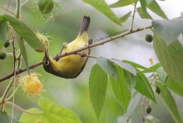 Polusi Cahaya,  Ancaman Serius bagi Burung yang Bermigrasi