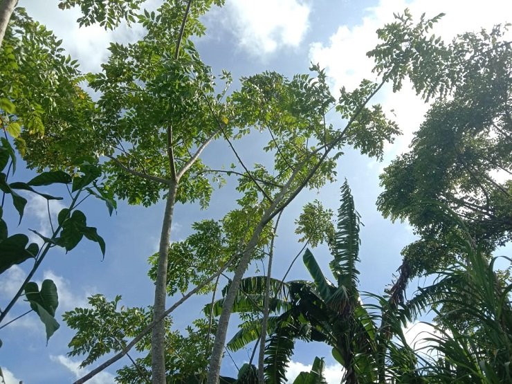 Pohon 'Tammate’ Alias Pohon Kudo, Tanaman Tiada Matinya yang Kaya Khasiat