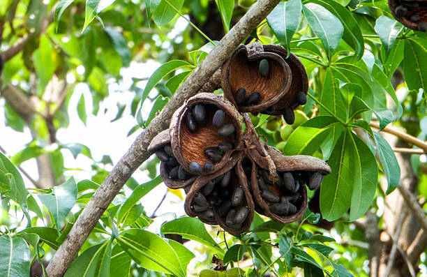Pohon Kepuh, Si Multi Manfaat yang Bisa Menggugurkan Kandungan