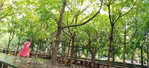 Aku, Pohon Dao, dan Cerita Saat Bersantai di Hutan Kota Unhas