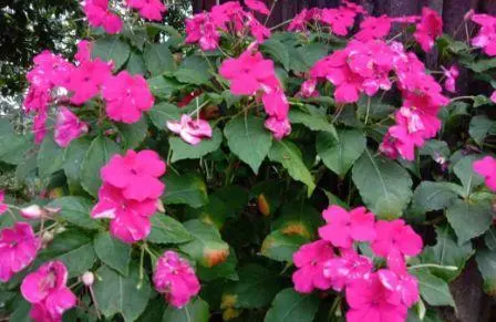 Impatiens Walleriana, Tumbuhan Berbunga yang Bisa Menumbuhan Dirinya Sendiri
