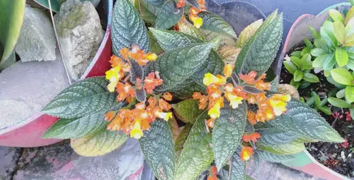 Kabar Baik dari Tanah Kalimantan, Dua Spesies Begonia Baru Ditemukan