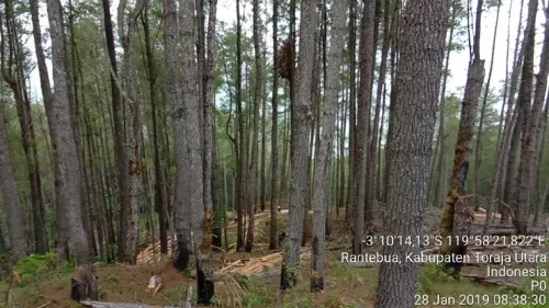Kasasi KLHK dikabulkan, Hutan Lindung Latimojong Tana Toraja Sah Kawasan Hutan