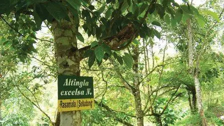 Kayu Rasamala, Tumbuhan Berkayu Awet yang Bisa Mendongkrak Vitalitas