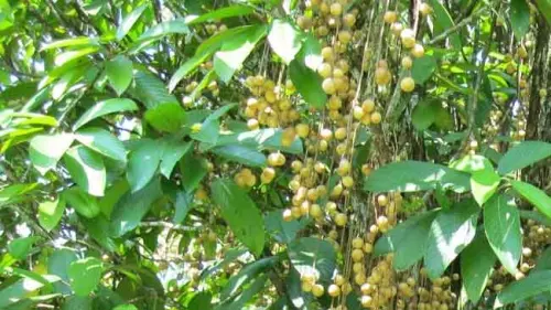 Pohon Kepundung, Khasiat Daunnya Bisa Perlancar Haid