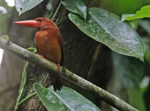 Mengenal Burung Cekakak Merah yang Pemalu