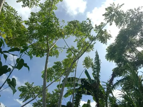 Pohon 'Tammate’ Alias Pohon Kudo, Tanaman Tiada Matinya yang Kaya Khasiat