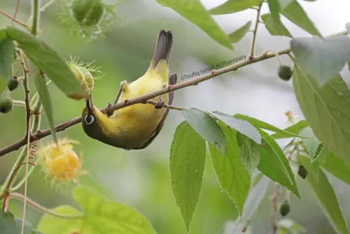 Polusi Cahaya,  Ancaman Serius bagi Burung yang Bermigrasi