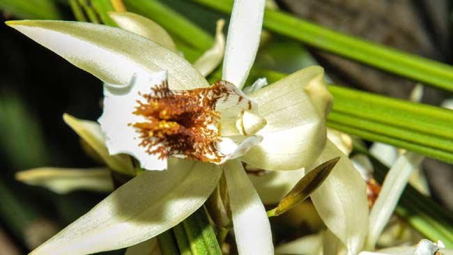 Miris, 4 Tanaman Endemik Indonesia Masuk Zona Degradasi