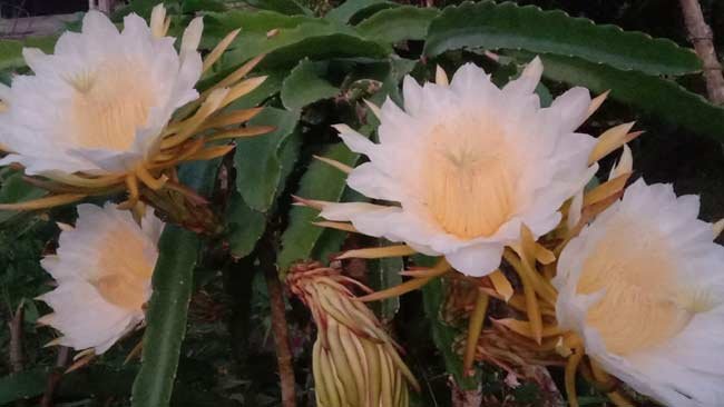 Pagi, Bunga Buah Naga, dan Pesta Pora Lebah