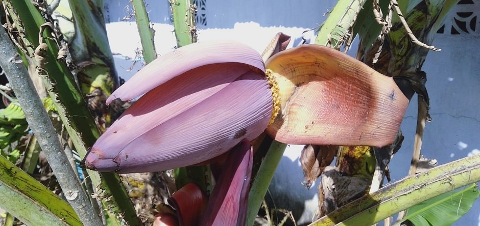 Jantung Pisang Bisa Diolah Jadi Pupuk Cair Organik, Ini Caranya!