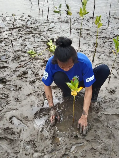 Bagaimana Ekosistem Mangrove Berperan Mengatasi Perubahan Iklim?