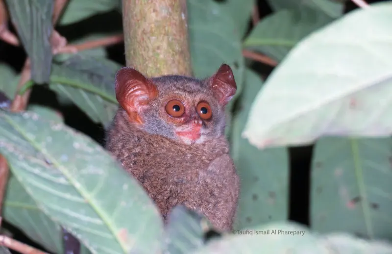 Mengamati Cara Tarsius Bekerja di Alam Membantu Petani