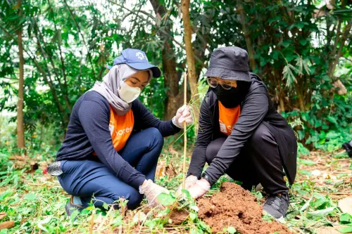 Peran Bambu sebagai Tanaman Konservasi untuk Lingkungan yang Asri