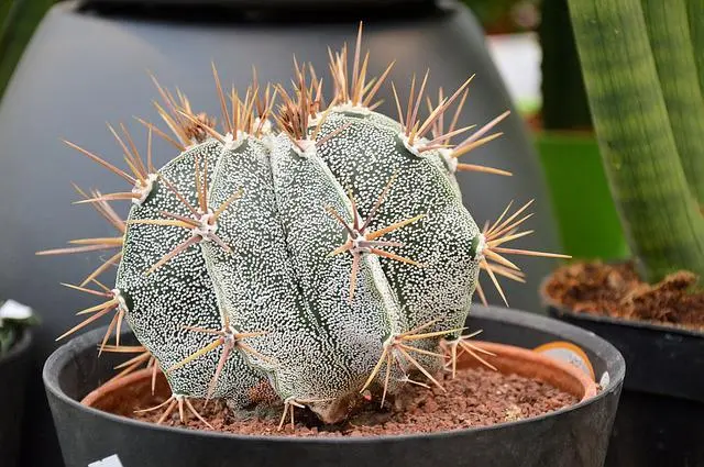 Agar Tetap Aman, Ini 5 Trik Repotting Tanaman Berduri