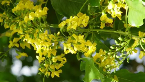 Angsana,  Pohon Berbunga Indah dan Penyuka Hutan Hujan Tropis yang Mulai Langka