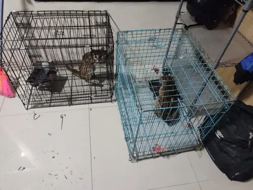 Apakah Kucing Hutan Bisa Dipelihara atau Diperjualbelikan?