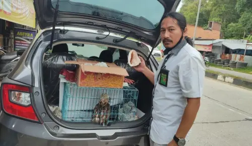 Cerita Operasi Senyap BBKSDA Sulsel Telusuri Jejak Elang Berontok dan Kerang