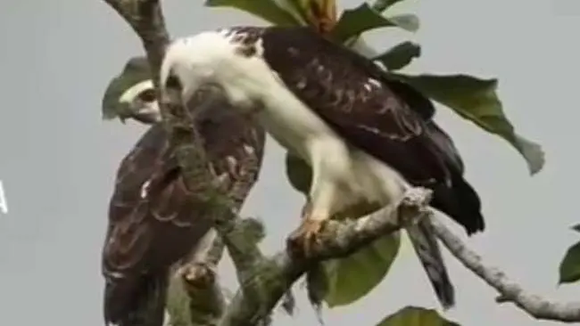 Kisah Febri, Garuda Muda dari Timur