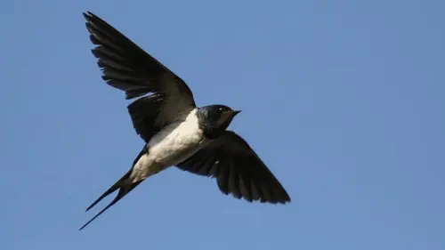 Menikmati Kepakan Sayap Burung Sriti dalam Hujan