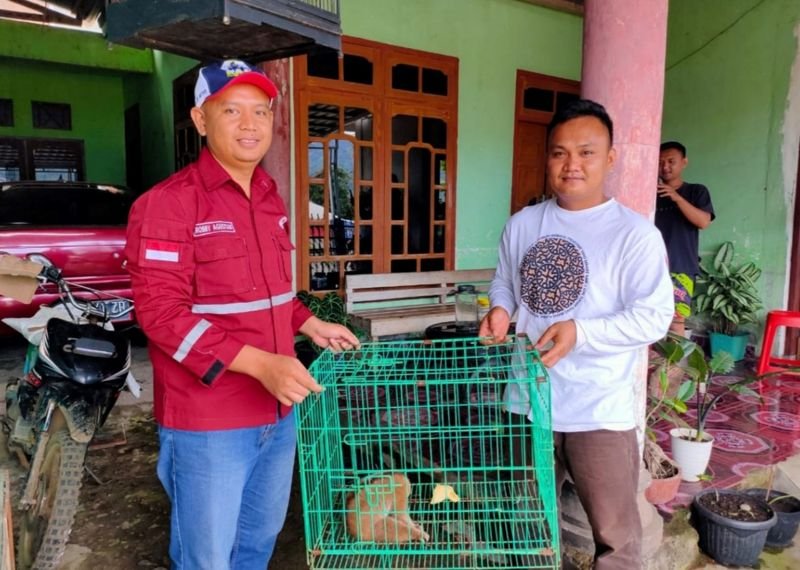 Cerita Seekor Kukang yang Berhasil Diselamatkan BKSDA Sumsel