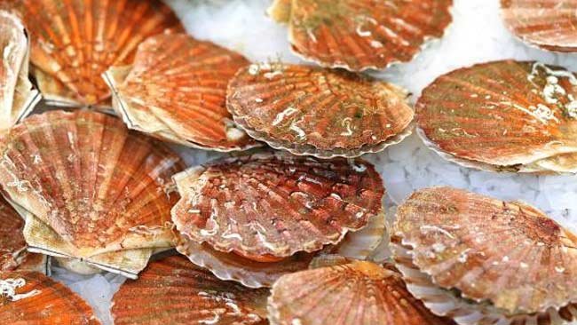 Dengan Cahaya, Penangkapan Kerang Lebih Mudah dan Tidak Merusak