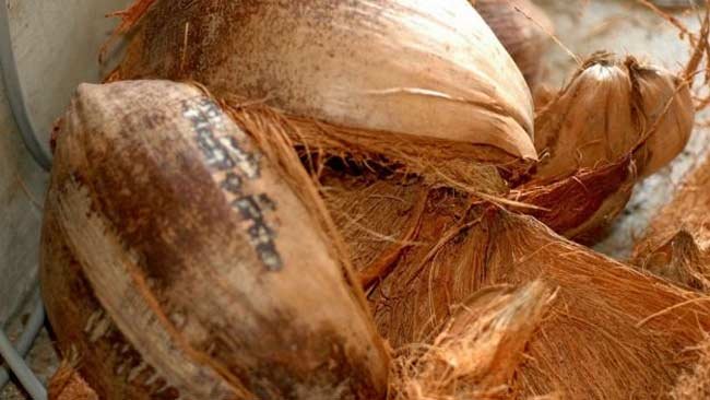Bisnis Ramah Lingkungan, Menyulap Sabut Kelapa Menjadi Pot Bunga
