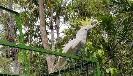 Puluhan Satwa Endemik Papua Kembali Bernapas di Habitat Alaminya