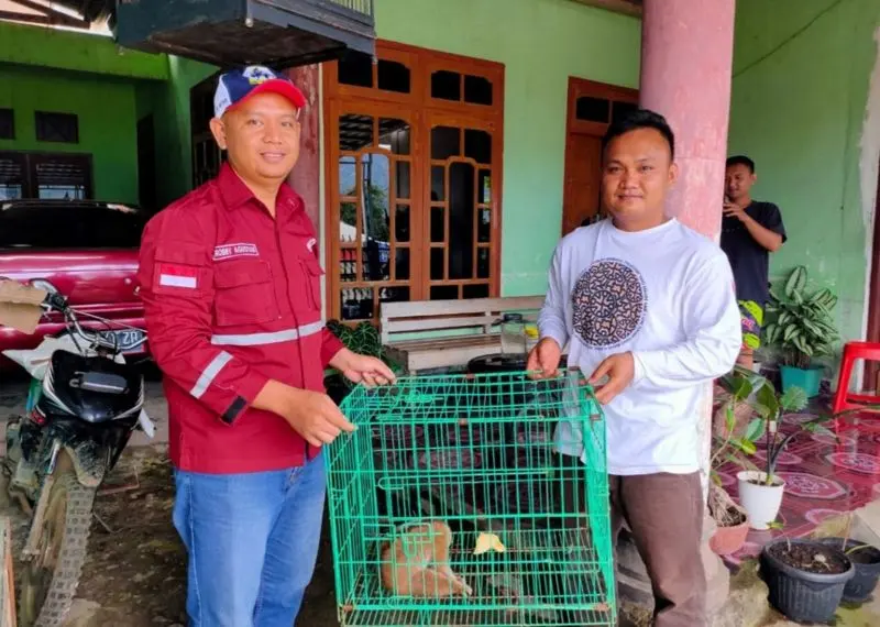 Cerita Seekor Kukang yang Berhasil Diselamatkan BKSDA Sumsel