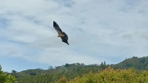 Memetik Pelajaran dari Burung Elang Demi Hidup yang Lebih Hidup