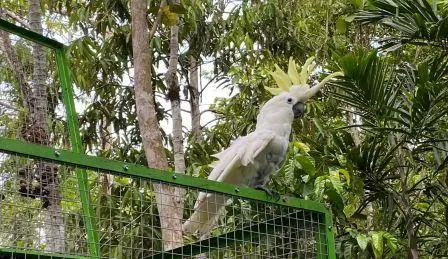 Puluhan Satwa Endemik Papua Kembali Bernapas di Habitat Alaminya