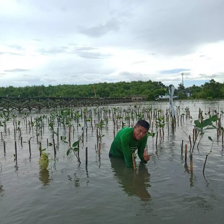 HPHA Sulsel Tanam 1000 Pohon Mangrove di Kampung Untia Makassar