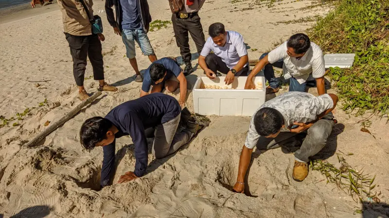 BKSDA Sumsel Amankan Ribuan Telur Penyu Sisik dari Upaya Penyelundupan