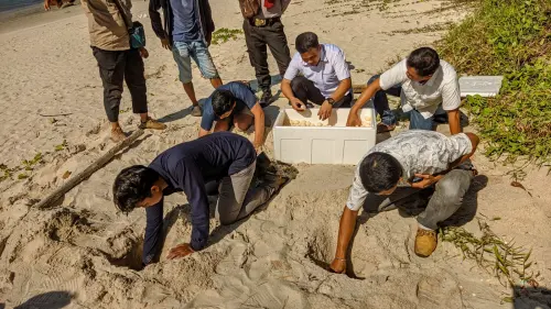 BKSDA Sumsel Amankan Ribuan Telur Penyu Sisik dari Upaya Penyelundupan