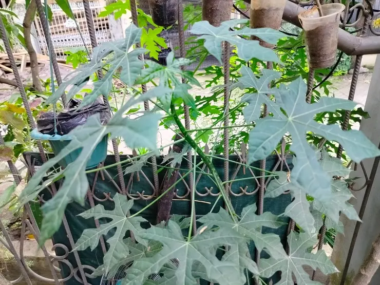 Manfaat Daun Pepaya Jepang, Enak Disayur dan Bisa Perkuat Imunitas