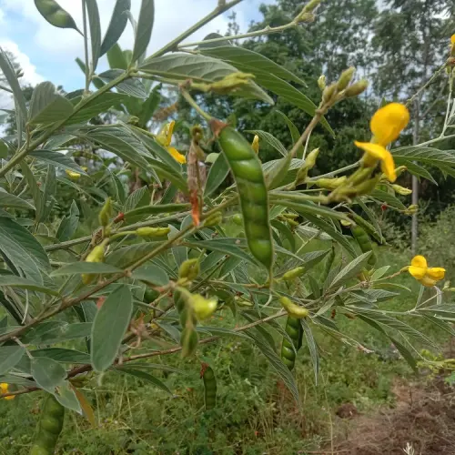 Mengenal Kacang Iris Alias Kacang Kayu, Manfaat dan Cara Menanamnya