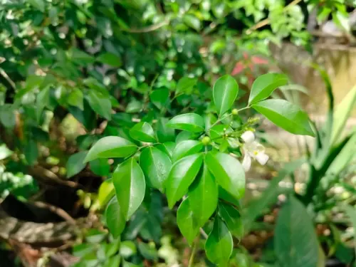 Mengenal Tanaman Kemuning dan Ragam Manfaatnya untuk Kesehatan