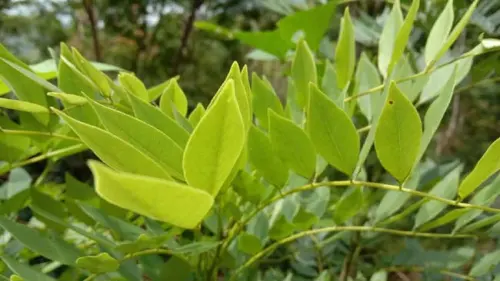 Pohon Gamal, Si Jinak yang Andal Jadi Tanaman Pelindung