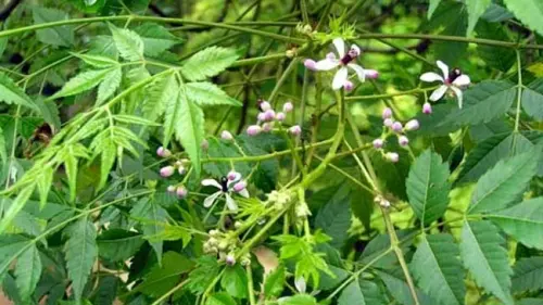 Pohon Mindi,  Tanaman Agroforestri dengan Beragam Manfaat