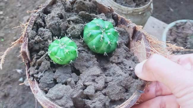 Pengalaman Kecil Menanam Kaktus dengan Media Tanam Batok Kelapa
