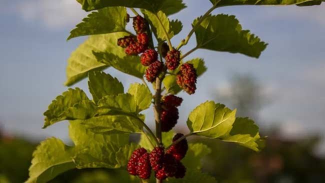 Bancara (Mulberry), Makanan Ulat Sutra dengan Beragam Manfaat Kesehatan