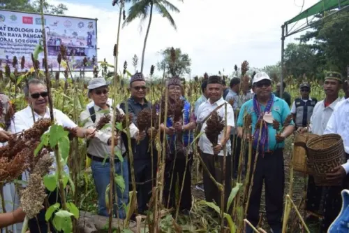 Menanam Jasoke, Cara Antisipasi Krisis Pangan di Manggarai Timur