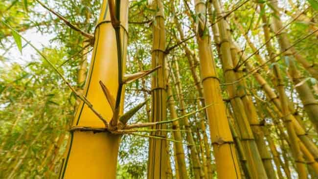 Mencium Aroma Mistik Bambu Kuning dan Ingatan pada Film Laga Indonesia