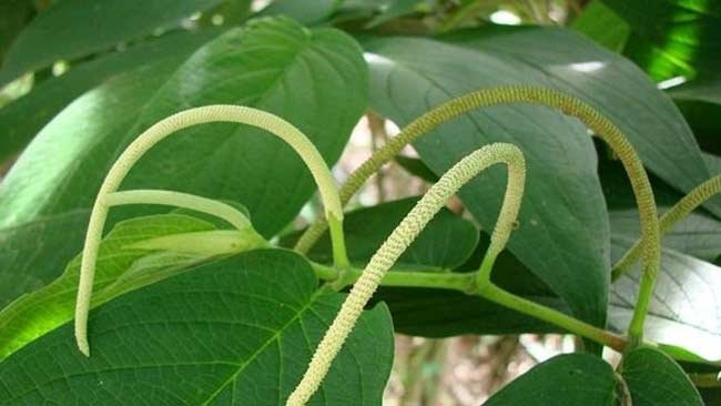 Lebih Akrab dengan Sirih Hutan dan Ragam Manfaat yang Dikandungnya