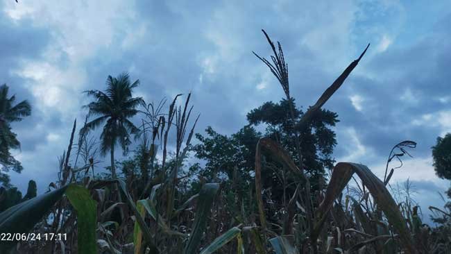 9 Fakta Unik Tanaman Jagung yang Jarang Terekspos