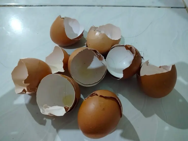 Jangan Dibuang! Yuk Memulai Investasi dengan Menabung Cangkang Telur