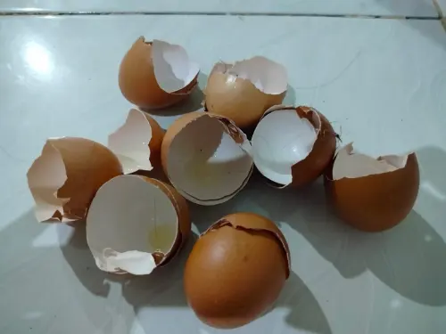 Jangan Dibuang! Yuk Memulai Investasi dengan Menabung Cangkang Telur