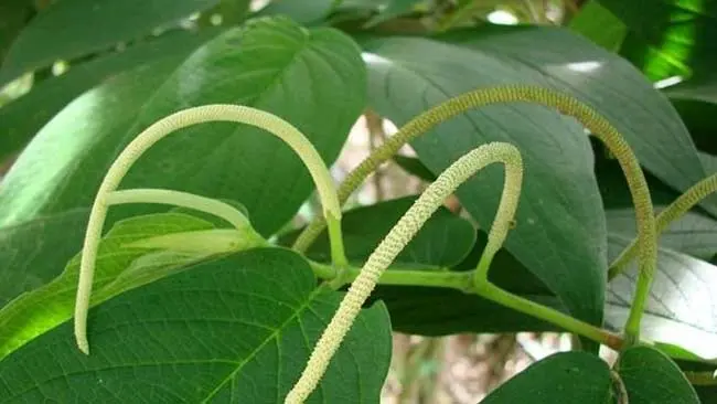 Lebih Akrab dengan Sirih Hutan dan Ragam Manfaat yang Dikandungnya