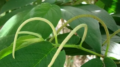 Lebih Akrab dengan Sirih Hutan dan Ragam Manfaat yang Dikandungnya