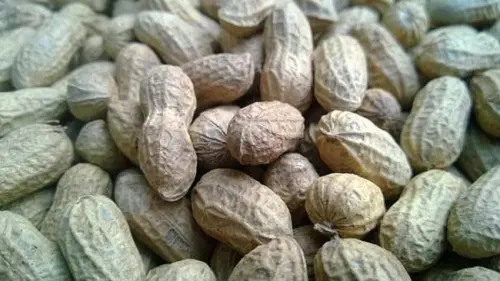 Mengesankan, Ini Fakta Menarik Kacang Tanah yang Baru Terungkap